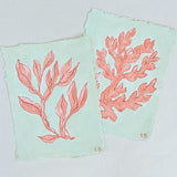 Sea Kelp Red No.2