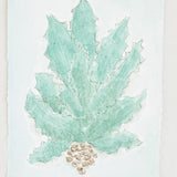 Agave No. 2