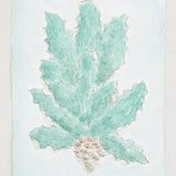 Agave No. 3