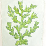 Sea Kelp Green No. 2