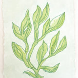 Sea Kelp Green No. 1